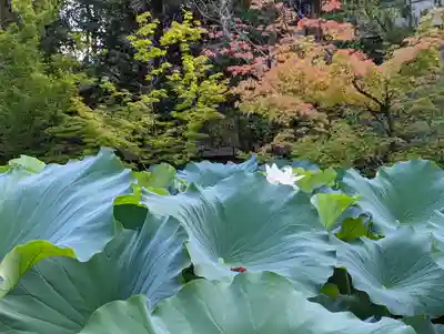 法金剛院(京都府)