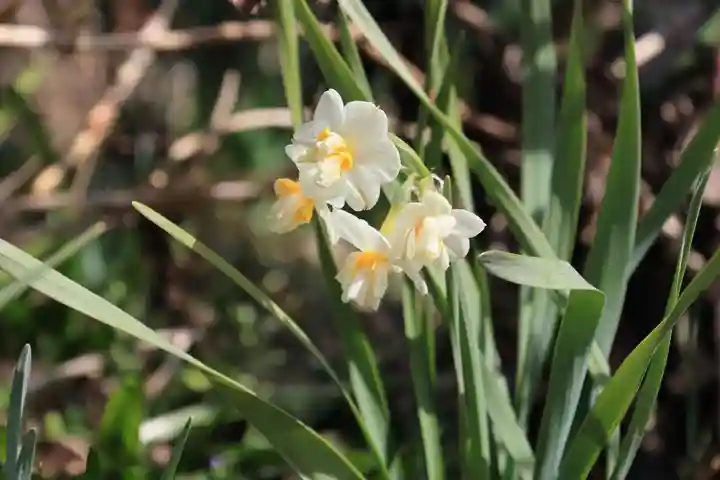 豊景神社の庭園
