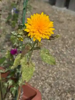 神炊館神社 ⁂奥州須賀川総鎮守⁂(福島県)