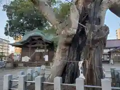 阿邪訶根神社の自然