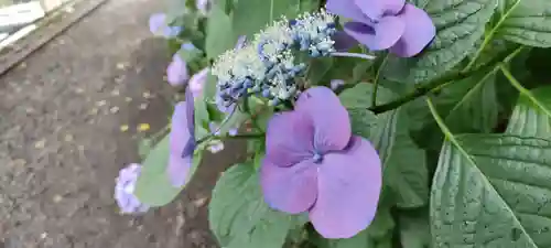 高幡不動尊　金剛寺(東京都)