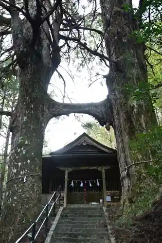 地主神社（桑の川の鳥居杉）(高知県)