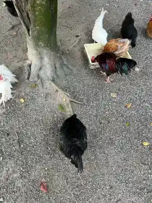 石上神宮(奈良県)