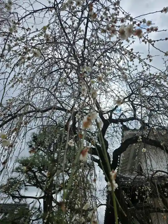 浄誓寺の{uncategorized: "未分類", other: "その他", undefined: "問題あり", building: "その他建物", grave: "お墓", sacred_gate: "鳥居", guardian: "狛犬", statue: "像", buddha: "仏像", history: "歴史", nature: "自然", garden: "庭園", animal: "動物", pagoda: "塔", temizu: "手水舎", mountain_gate: "山門・神門", sanctuary: "本殿・本堂", subordinate: "末社・摂社", art: "芸術", scenery: "景色", jizo: "地蔵", ema: "絵馬", goshuin: "御朱印", omikuji: "おみくじ", items: "授与品その他", amulet: "お守り", goshuincho: "御朱印帳", eats: "食事", festival: "お祭り", votive_dance: "神楽", shichigosan: "七五三参", wedding: "結婚式", experience: "体験その他", initially: "初詣", around: "周辺", anti_infection: "感染症対策"}