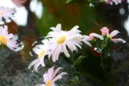 三津厳島神社の自然