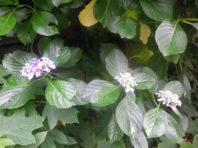 御霊神社の自然