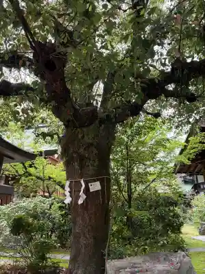 三篠神社の{uncategorized: "未分類", other: "その他", undefined: "問題あり", building: "その他建物", grave: "お墓", sacred_gate: "鳥居", guardian: "狛犬", statue: "像", buddha: "仏像", history: "歴史", nature: "自然", garden: "庭園", animal: "動物", pagoda: "塔", temizu: "手水舎", mountain_gate: "山門・神門", sanctuary: "本殿・本堂", subordinate: "末社・摂社", art: "芸術", scenery: "景色", jizo: "地蔵", ema: "絵馬", goshuin: "御朱印", omikuji: "おみくじ", items: "授与品その他", amulet: "お守り", goshuincho: "御朱印帳", eats: "食事", festival: "お祭り", votive_dance: "神楽", shichigosan: "七五三参", wedding: "結婚式", experience: "体験その他", initially: "初詣", around: "周辺", anti_infection: "感染症対策"}