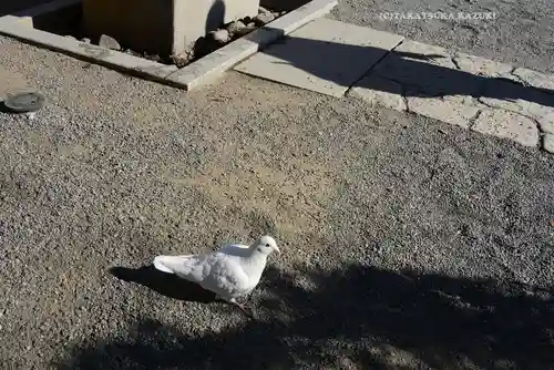 旗上弁財天社の動物