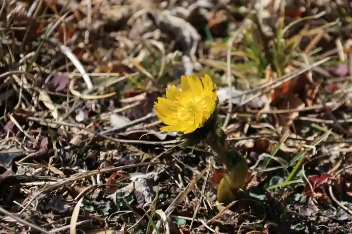 関場神社の自然