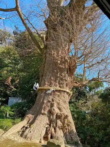 荏柄天神社の自然