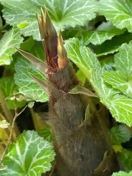 遠照山 光明寺(尼崎大仏)(兵庫県)