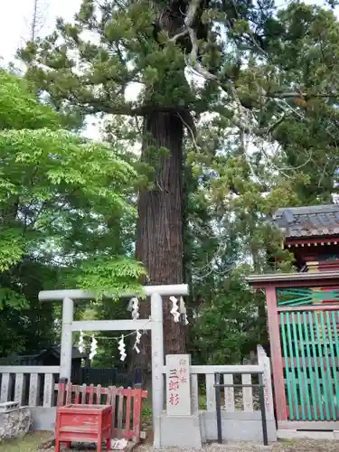 大杉神社(茨城県)