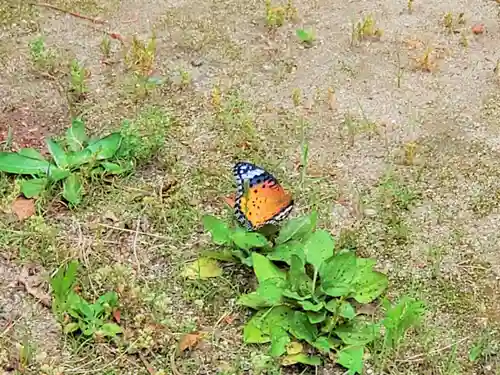 猪名野神社の動物