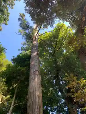 道祖神社(千葉県)
