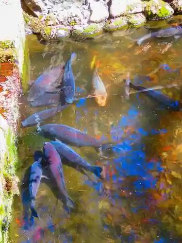 白石神社の動物