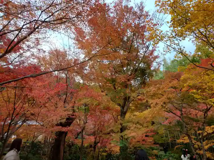 圓光寺(京都府)