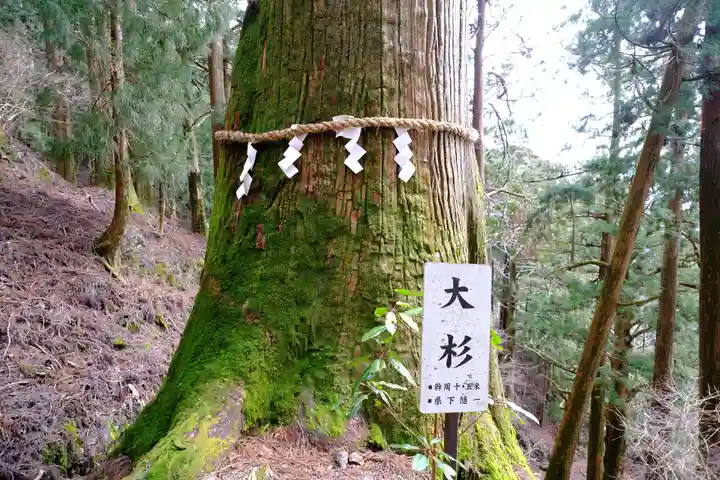 玉置神社の自然