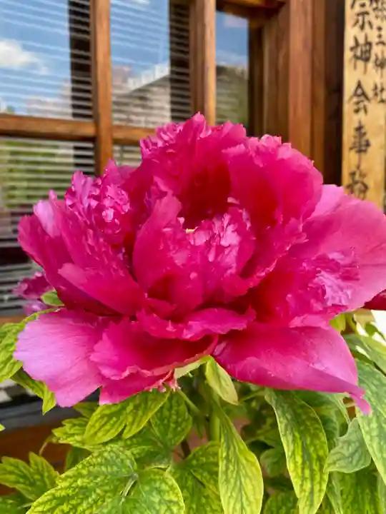 六孫王神社の自然