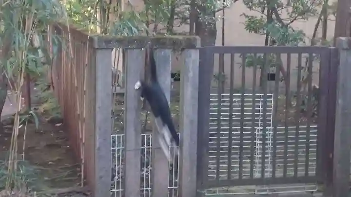 井草八幡宮の動物