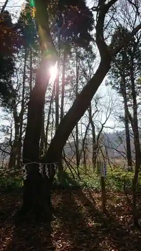 七座神社の自然