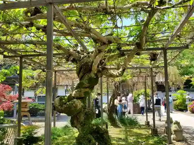 天台宗 五大山 白毫寺の自然
