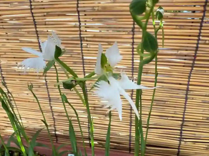 坐摩神社(大阪府)