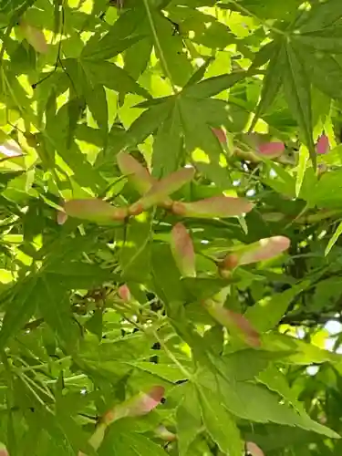 京都乃木神社の自然