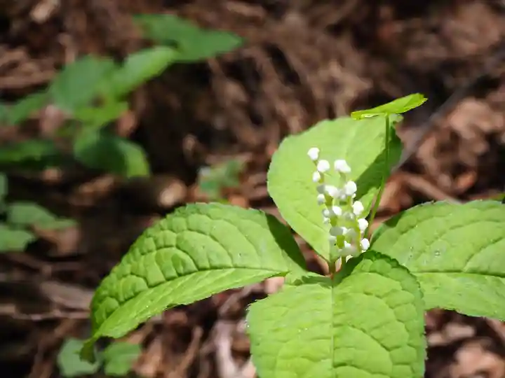 大川神社の自然