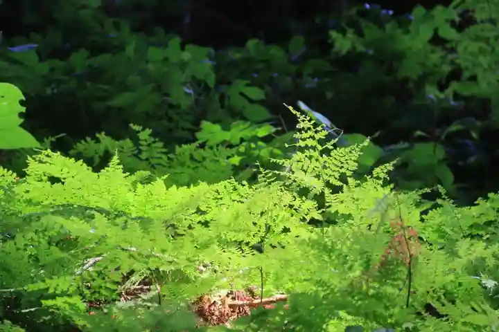 岩上神社の自然