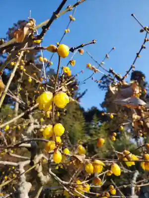 沙沙貴神社(滋賀県)