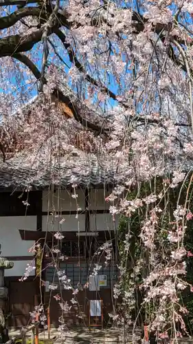 本満寺（本願満足寺）(京都府)