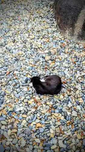 白金氷川神社の動物