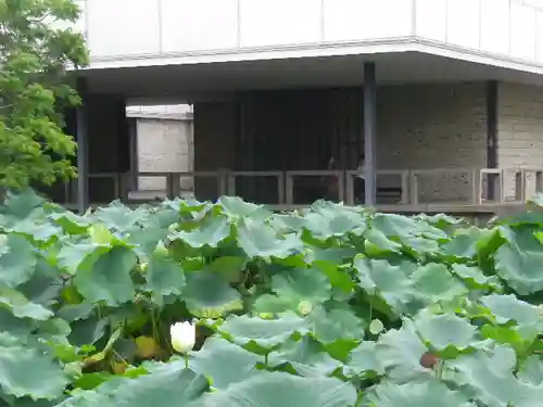 鶴岡八幡宮の自然