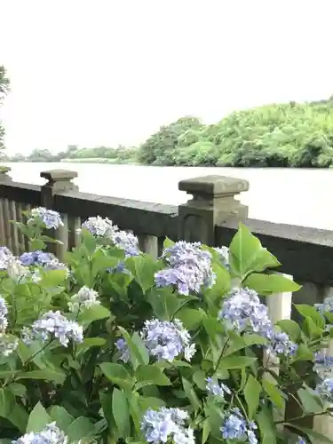 武蔵第六天神社の自然