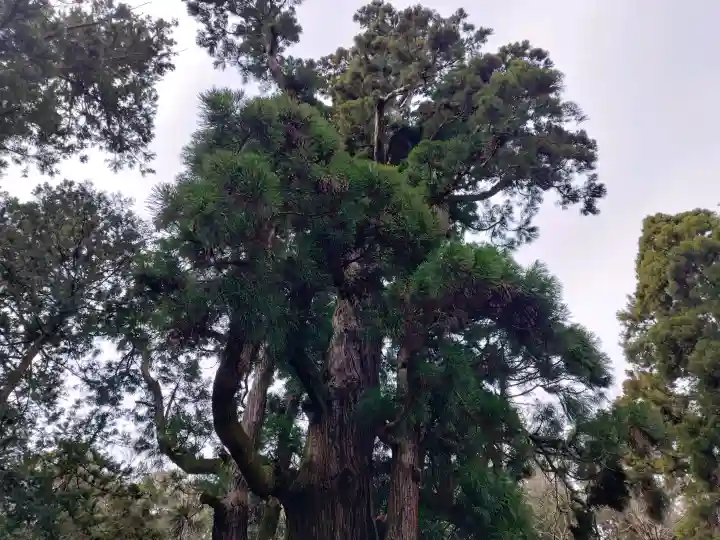 若狭姫神社(若狭彦神社下社)の{uncategorized: "未分類", other: "その他", undefined: "問題あり", building: "その他建物", grave: "お墓", sacred_gate: "鳥居", guardian: "狛犬", statue: "像", buddha: "仏像", history: "歴史", nature: "自然", garden: "庭園", animal: "動物", pagoda: "塔", temizu: "手水舎", mountain_gate: "山門・神門", sanctuary: "本殿・本堂", subordinate: "末社・摂社", art: "芸術", scenery: "景色", jizo: "地蔵", ema: "絵馬", goshuin: "御朱印", omikuji: "おみくじ", items: "授与品その他", amulet: "お守り", goshuincho: "御朱印帳", eats: "食事", festival: "お祭り", votive_dance: "神楽", shichigosan: "七五三参", wedding: "結婚式", experience: "体験その他", initially: "初詣", around: "周辺", anti_infection: "感染症対策"}