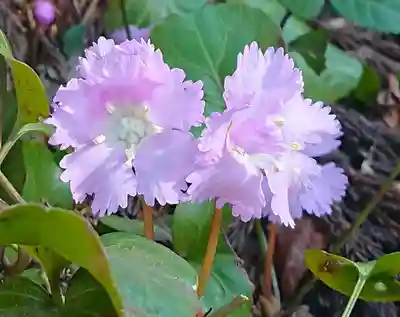 伊豆山神社 本宮(秋田県)
