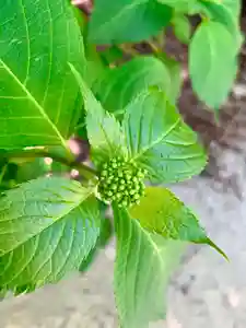 滑川神社 - 仕事と子どもの守り神の自然(2020年06月02日(火) 15時49分57秒投稿)