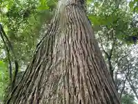 幣立神宮の自然