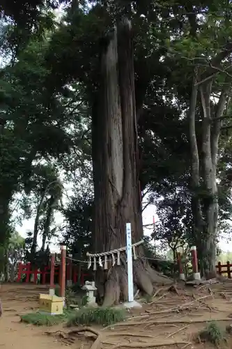 麻賀多神社(千葉県)
