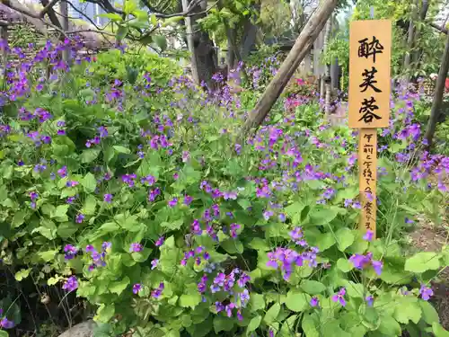 亀戸天神社の自然
