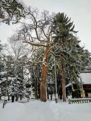 東川神社の自然