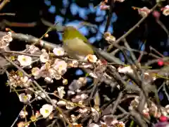 亀戸天神社の動物