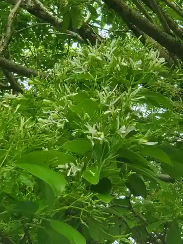 沙沙貴神社の自然
