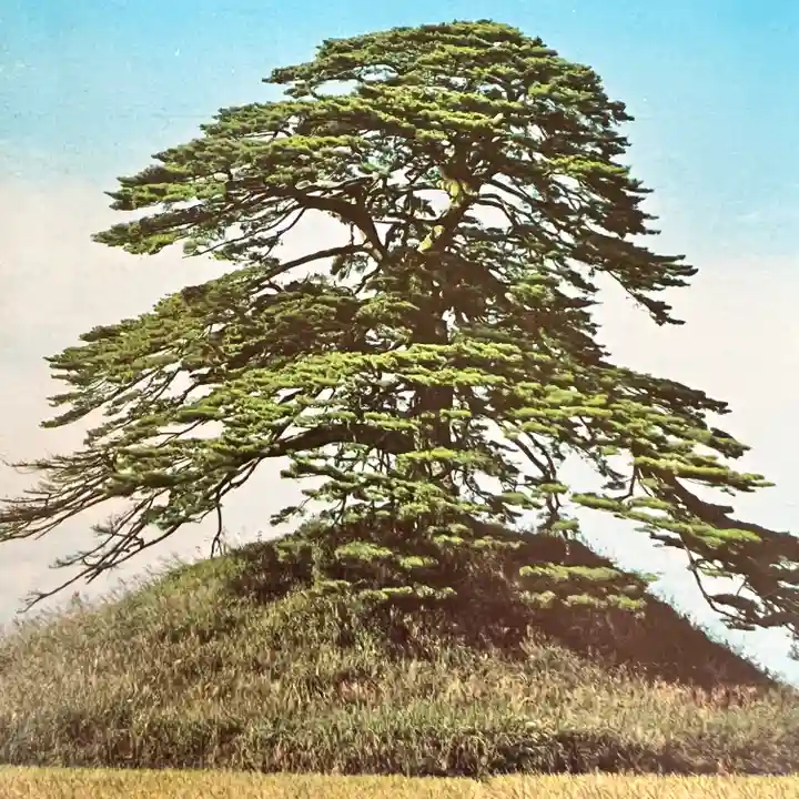 大國魂神社の自然