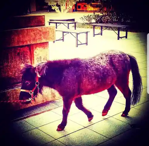 神田神社（神田明神）の動物