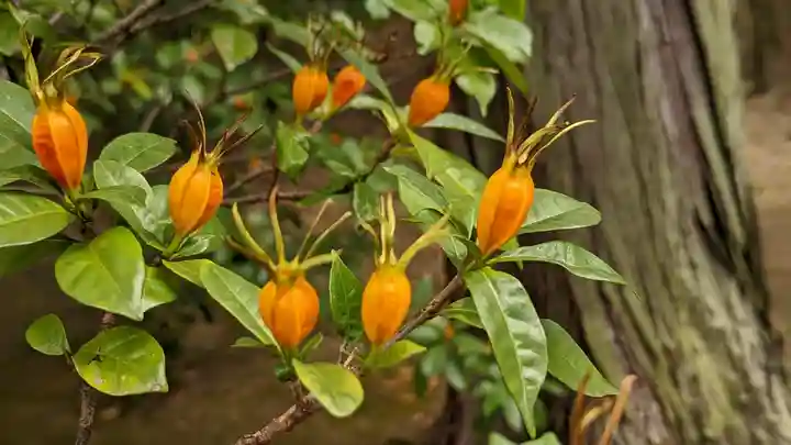建仁寺(建仁禅寺)(京都府)