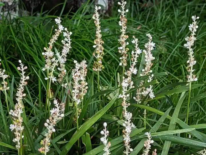 護国寺(山科檀林)(京都府)