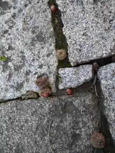 阿智神社の自然