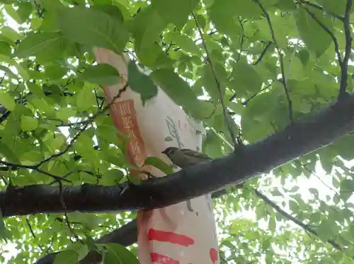 浅草神社の動物
