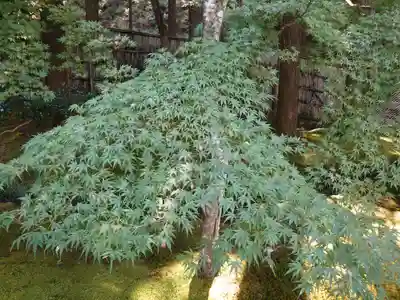 慈照寺（慈照禅寺・銀閣寺）(京都府)